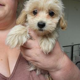 Vanilla - Fawn male Companion Cross puppy in Richmond, Missouri from Natalie's Happy Fur Paw's