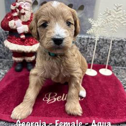 Georgia - Cream female Goldendoodle puppy in Annville, Pennsylvania from Bellegrove Goldendoodles