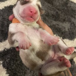 Siberian Husky Puppies from Alexandra's Siberian Huskies