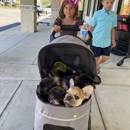 French Bulldog Puppies from Mayfair French Bulldogs