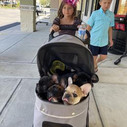 French Bulldog Puppies from Mayfair French Bulldogs