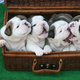 English Bulldog Puppies from Michaeline Jablonski