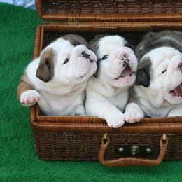 English Bulldog Puppies from Michaeline Jablonski