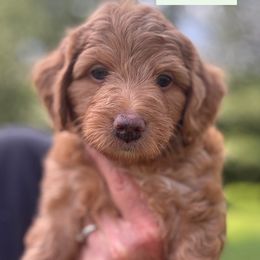 Chili - Red female Labradoodle puppy in Alliance, Ohio from Mount Olive Doodles