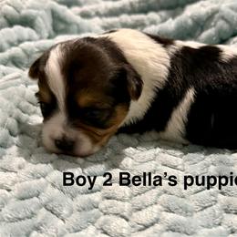 Boy 2 - Parti male Yorkshire Terrier puppy in Princeton, Kentucky from Paw-Perfect Palace