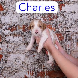 Charles - Apricot male Goldendoodle puppy in Calhoun, Georgia from Happy Top Doodles