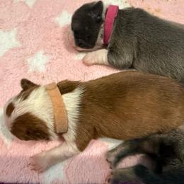 Dolomi - Red male Boston Terrier puppy in Monroe, Washington from Nordkyn Boston Terriers