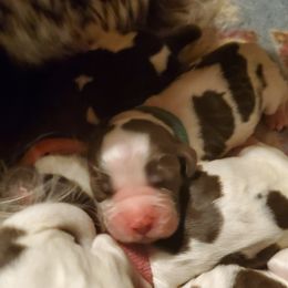 English Springer Spaniel Puppies from Hoppin Honey Homestead