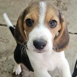 Beagle Puppies from Pamper Stone