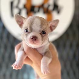 Monte - Chocolate blue male Chihuahua puppy in Harrison, Michigan from Cloud9 Chihuahuas