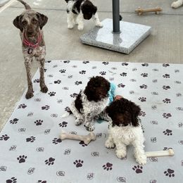 Lagotto Romagnolo Puppies from Anna’s Lagottos