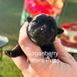 Loganberry - Black and tan male Yorkshire Terrier puppy in Hertford, North Carolina from Peters Pups AKC Yorkshire Terriers