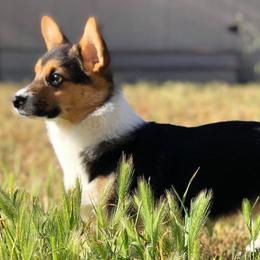 Pembroke Welsh Corgis from LL Corgi Co