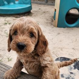 Mickey - Red male Australian Labradoodle puppy in Ocala, Florida from Vinton Valley Australian Labradoodles