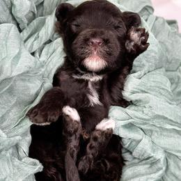 Saul - Brown and white male Portuguese Water Dog puppy in Asheville, North Carolina from Top Notch Portuguese Water Dogs