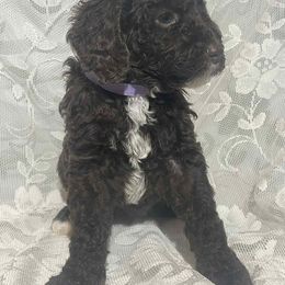 Abstract Brown - Brown female Poodle puppy in S AI Nt Joseph, Missouri from The Poodle Patch