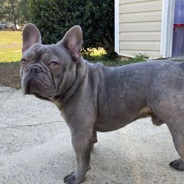 Blu - French Bulldog