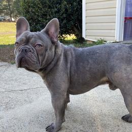 Blu - French Bulldog