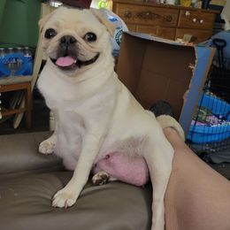 Peaches - Pug