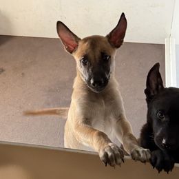 Khaleesi x Vermy 1 - Bronze male Xoloitzcuintli puppy in Hico, Texas from Amayla Kennels