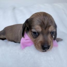 Austin - Red male Dachshund puppy in Richmond, Virginia from Irresistible Dachshunds & Cavaliers