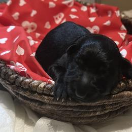 German Shepherd Puppies from Vom Hausgladfel