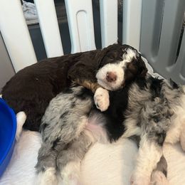 Bernedoodle Puppies from Lovey Dovey Bernedoodles