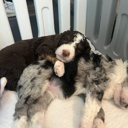 Bernedoodle Puppies from Lovey Dovey Bernedoodles
