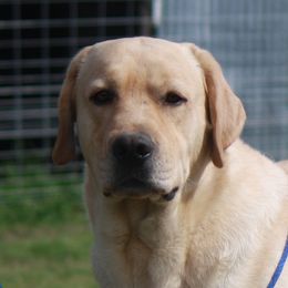 Hoss - Labrador Retriever