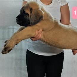 AKC PUP 161 - Fawn female Mastiff puppy in Ava, Missouri from Ozark Mountain Mastiffs