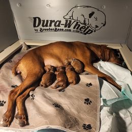 Vizsla puppies from Virag Vizsla