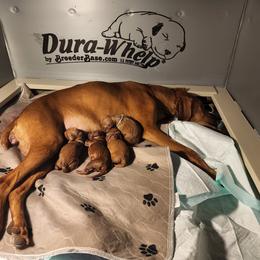 Vizsla puppies from Virag Vizsla