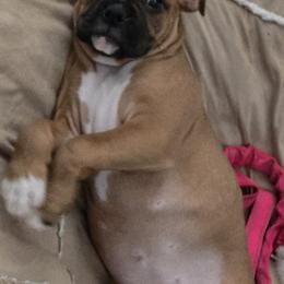 Boxer Puppies from Fleming Pups