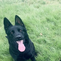 Zel - German Shepherd