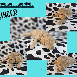 Ginger - Apricot female Poodle puppy in Mcbain, Michigan from Northern Creek