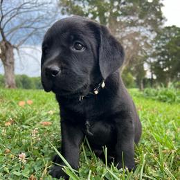 Male 4- White Collar-Black - spot on chest - Black male Labrador Retriever puppy in Beaverdam, Virginia from Gold Heart Labradors