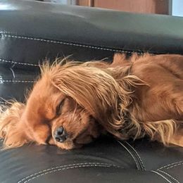 Cavalier King Charles Spaniel All Grown Up from Dawn Miner's Cavalier King Charles Spaniels