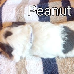 English Springer Spaniel Puppies from Leandra's English Springer Spaniels