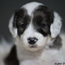 Goldendoodle and Aussiedoodle Puppies from Sister Doodles