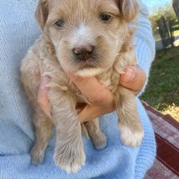 Finn - Parti male Maltipoo puppy in Charles City, Virginia from Historic triangle doodles Charles City, Virginia