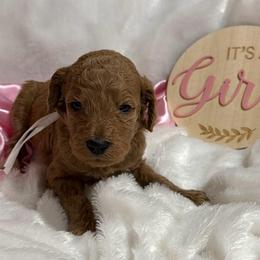 White girl - Apricot female Poodle puppy in Bowling Green, Kentucky from Ritzy Red Poodles