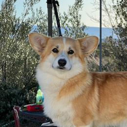 Dazzle - Pembroke Welsh Corgi