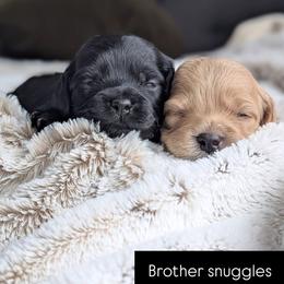 Puppy pick - Red male Cockapoo puppy in Newmanstown, Pennsylvania from Greta's Cockapoos