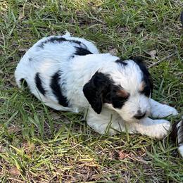 Boy 1 - Black white and tan male Springerdoodle puppy in Reddick, Florida from Cooper’s Mini Doodles