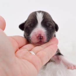 Pink Collar - Red female Pembroke Welsh Corgi puppy in Santaquin, Utah from Blacktail Mountain Corgis