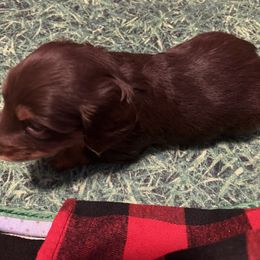 Dachshund Puppies from Crystals Little Doxies