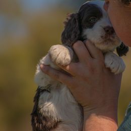 Mr. Chase - White and liver male English Springer Spaniel puppy in Kingsport, Tennessee from Leandra's English Springer Spaniels