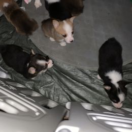 American Corgi and Pembroke Welsh Corgi Puppies from Chaotic Corgi’s
