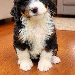 Stormy - Tri-color female Bernedoodle puppy in Cape Fair, Missouri from Flat Creek Bernedoodles