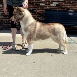 Kiara - Siberian Husky